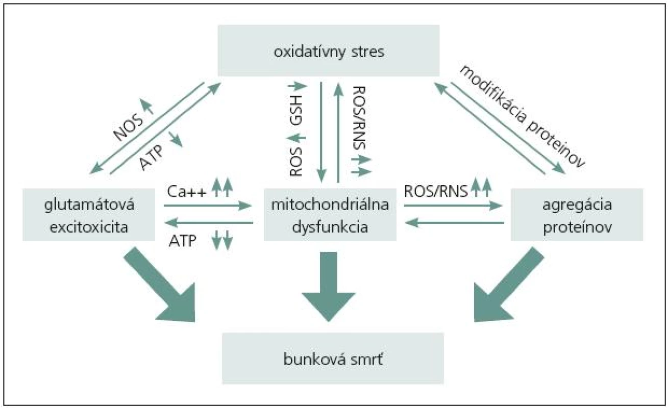 Vzťah medzi oxidačným stresom a ostatnými procesmi zahrnutými v neurodedegerácii a zániku neurónov [1].