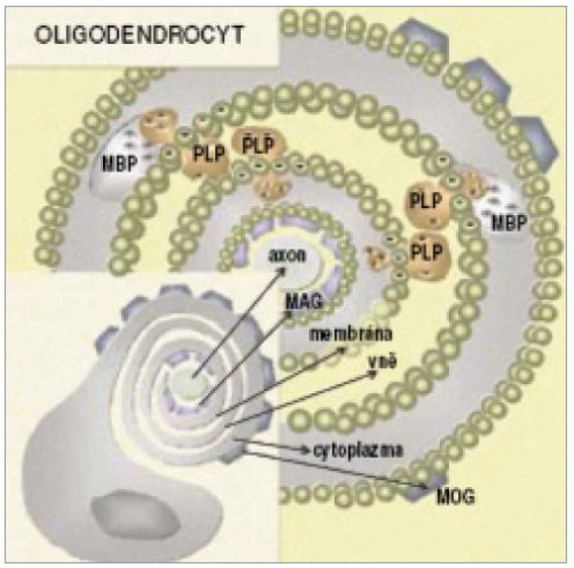 Schematické znázornění rozmístění hlavních proteinů v myelinové pochvě (MOG – myelinový oligodendrocytární glykoprotein, MBP – myelinový bazický protein, MAG – glykoprotein asociovaný s myelinem, PLP – proteolipidový peptid) (převzato z Krejsek et al. Neurol pro praxi 2002; se souhlasem).