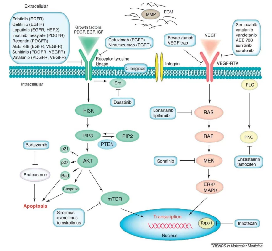 Schéma molekulárních cílů některých nitrobuněčných onkogenních signalizací a odpovídajících terapeutik, zkoušených v klinických hodnoceních u GBM. Převzato z [44].