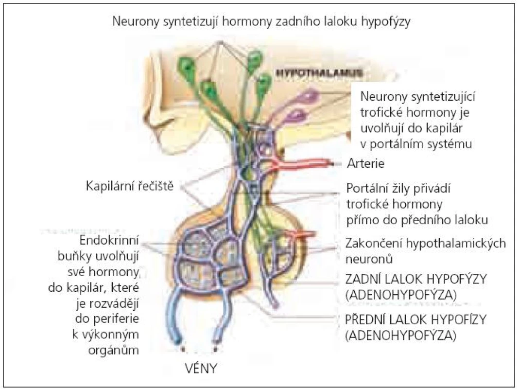 Schéma cévního zásobení a hormonální produkce v hypothalamu a v hypofýze (upraveno podle Pearson Education, Inc., publishing as Benjamin Cummings).
