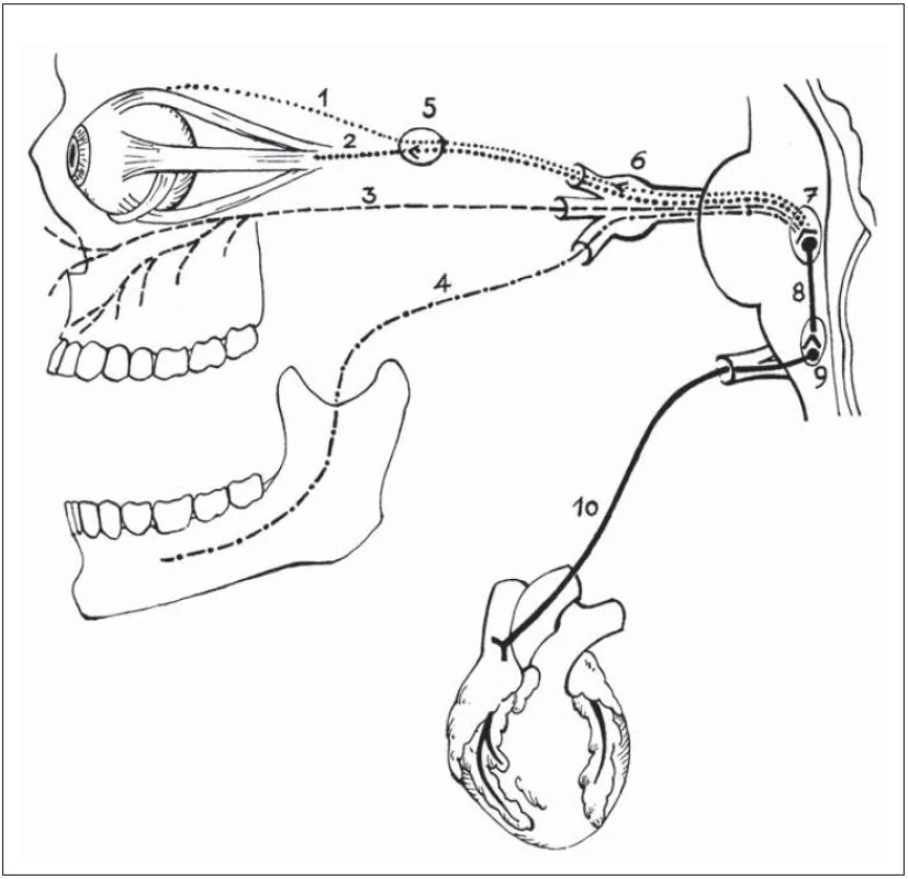 Schematické znázornenie dráhy trigemino- kardiálneho reflexu. 
1 – nn. ciliares longi, 2 – nn. ciliares breves (n. oculomotorius NIII), 3 – nervus maxillaris (NV/ II) a jeho vetvy, 4 – nervus mandibularis (NV/ III) a jeho vetvy, 5 – ganglion ciliare, 6 – ganglion Gasseri, 7 – radix sensoria a nucleus sensorius NV, 8 – krátke internun ciálne vlákna formatio reticularis mozgového kmeňa, 9 – nucleus dorsalis nervi vagi (NX), 10 – kardio- depresorické vágové vlákna (nervi deccelerantes nervi vagi.