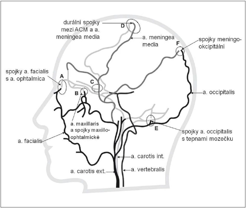 Extrakraniální systém kolaterální cirkulace (bočná projekce) znázorňující kolaterály mezi povodím a. carotis externa (černá), její větví a. meningea media (šedá) a a. carotis interna (světle šedá).
A – kolaterální cirkulace cestou a. facialis a a. ophtalmica, B – kolaterály mezi povodím a. maxillaris a a. ophtalmica, C – kolaterály mezi povodím a. meningea media a a. ophtal mica, D – durální arteriální spojky – anastomózy mezi aa. meningeae a tepnami mozku, nejvíce vytvořeny v povodí a. meningea media (větev a. maxillaris, tj. systém ACE) a ACM, E – anastomózy mezi a. occipitalis s tepnami mozečku, F – anastomózy mezi a. occipitalis a parietální větví a. meningea media.