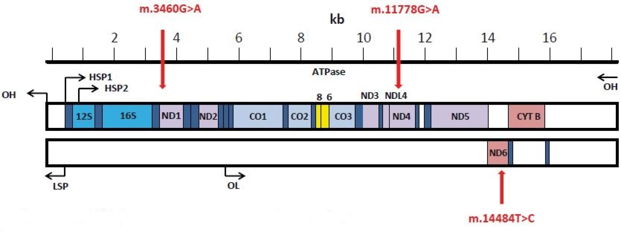 Linearizovaná strukturální mapa mitochondriální DNA (převzato z [111]). 
Červené šipky označují 3 LHON prevalentní mutace v genech kódujících ND1, ND4 a ND6 podjednotky komplexu I.
Fig. 1. The linearized structural map of the human mtDNA (modified from [111]).
The three prevalent LHON mutations in genes encoding ND1, ND4 and ND6 subunits of the Complex I are marked by arrows.