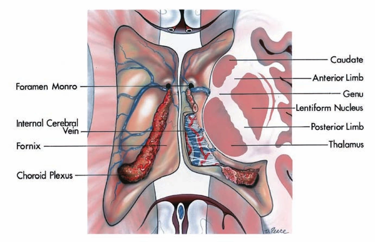 Anatomie thalamu.