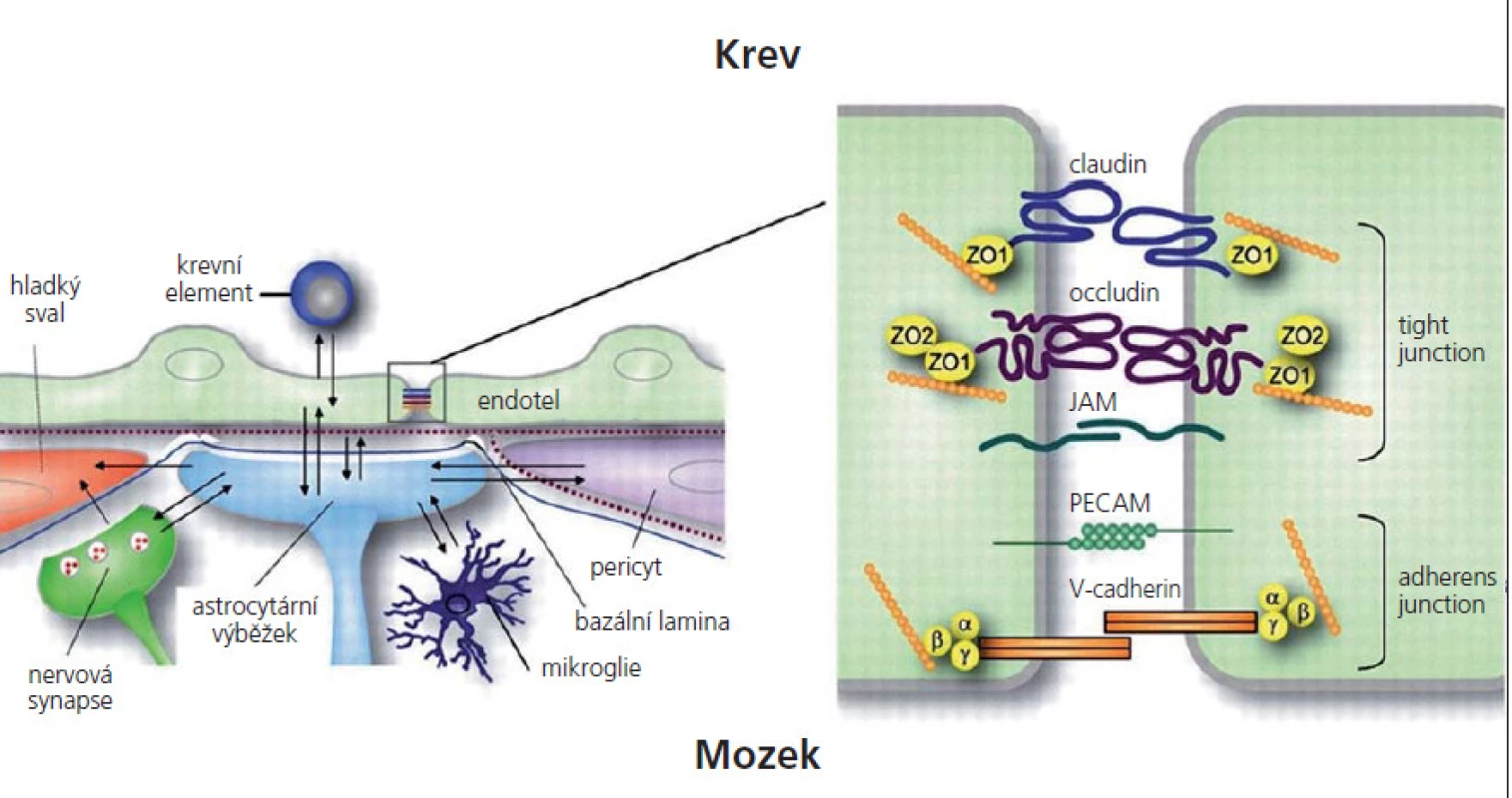 Struktura hematoencefalické bariéry.
JAM – junkční adhezní molekuly, PECAM – endoteliální adhezní molekuly, ZO – zona occludens.