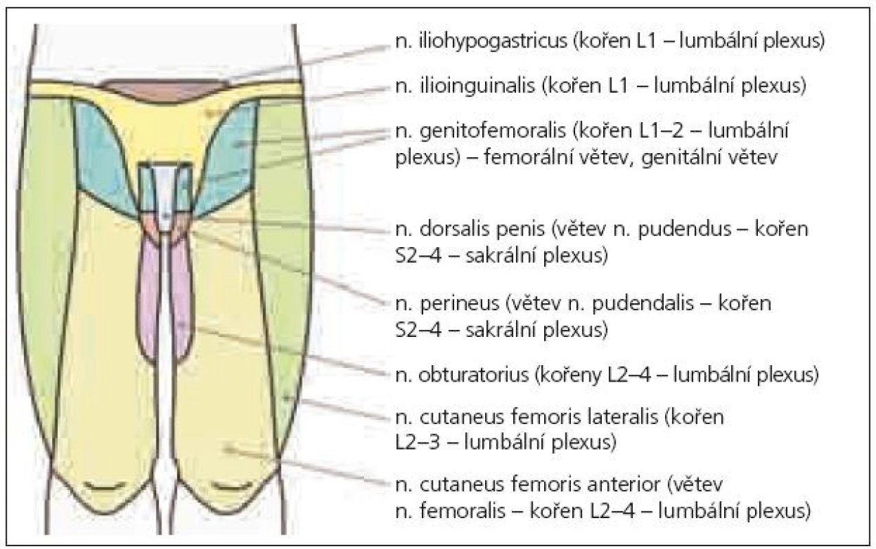 Senzitivní inervace perianogenitální oblasti – ventrální pohled.