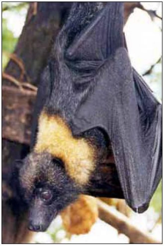 Mariana fruit bat (Pteropus mariannus).
&lt;sup&gt;©&lt;/sup&gt;foto US Fish and Wildlife Service at en.wikipedia
