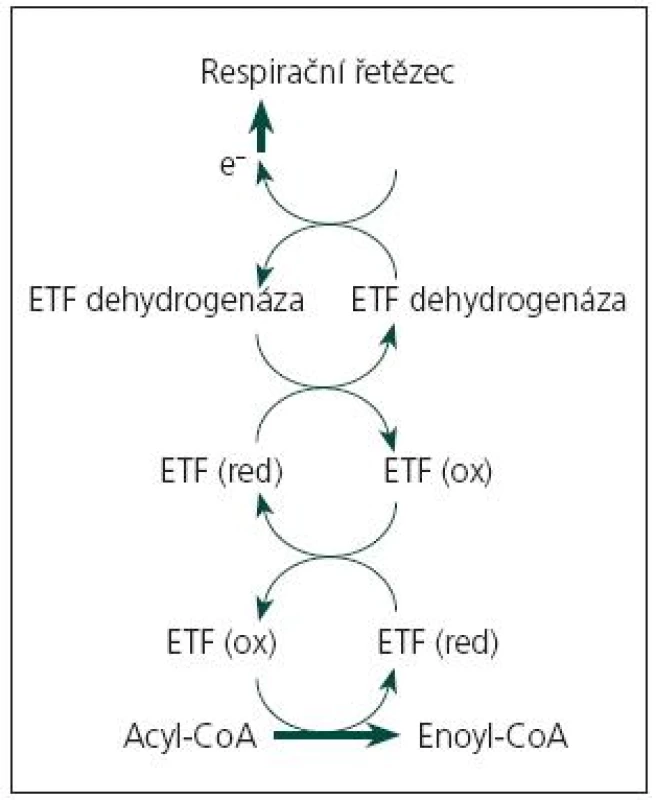 Bi ochemické schéma MADD.
Acyl‑ CoA: so ubor substrátů 12 flavinových mitochondri álních dehydrogenáz (acyl‑ CoA dehydrogenázy β-oxidační spirály, acyl‑ CoA dehydrogenázy ně­kte­rých aminokyselin, protoporfyrinonogen oxidáza).
Enoyl- CoA: so ubor produktů re akcí kata­ly­zovaných výše uvedeno u skupino u enzymů.
ETF (ox): elektrony přenášející flavoprotein, oxidovaná forma.
ETF (red): elektrony přenášející flavoprotein, redukovaná forma.
ETF dehydrogenáza: elektrony přenášející flavoprotein: ubichinon oxidoreduktáza –  ETF:QO, ně­kte­ré z mutací tohoto enzymu vedo u k riboflavin respozivní formě MADD
e&lt;sup&gt;–&lt;/sup&gt; : elektrony přenášené prostřednictvím koenzymu Q10 (ubichinonu) do respiračního řetězce.
