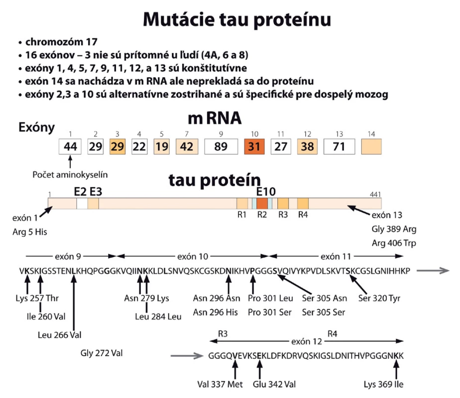 Mutácie tau proteínu (podľa [39]).