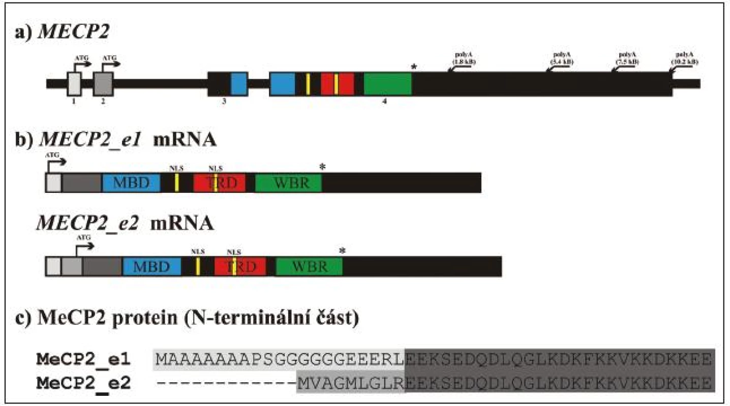 Struktura MECP2 genu a obě izoformy MeCP2 proteinu [97].
a) struktura MECP2 genu na úrovni genomové DNA.
b) mRNA vznikající alternativním sestřihem. MECP2_e1 mRNA obsahuje exony 1, 3 a 4, MECP2_e2 mRNA obsahuje všechny čtyři exony a exon 1 je součástí 5’ nepřekládané oblasti.
c) srovnání N-terminální části obou izoforem MeCP2 proteinu indikující rozdíly v důsledku translace exonu 1, resp. exonu 2.
Šipky označují začátek translace (iniciační kodon ATG)
MBD: metyl-CpG-vazebná doména, TRD: represorová doména, C-ter: C-terminální doména