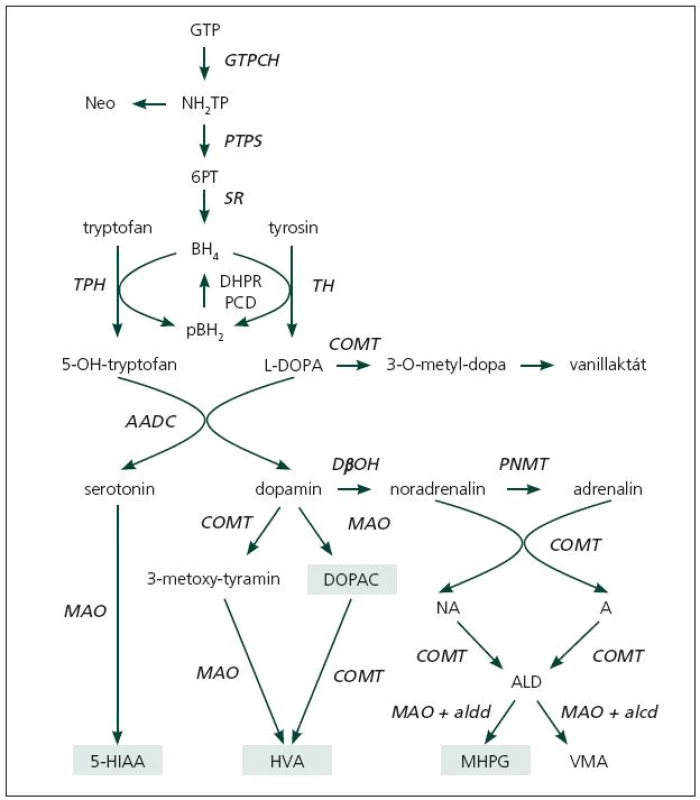 Biosyntéza a degradace monoaminů [15].
Černě a kurzivou jsou zvýrazněny enzymy, u kterých již byla popsána enzymatická porucha.
GTP: guanosintrifosfát; NH2TP: dihydroneopterintrifosfát; Neo: neopterin; 6-PT: 6-pyruvoyltetrahydropterin; BH4: tetrahydrobiopterin; qBH2 : quinoid dihydrobiopterin; GTPCH: GTP-cyklohydroláza I; PTPS: 6-pyruvoyltetrahydropterinsyntáza; SR: sepiapterinreduktáza; DHPR: dihydropteridinreduktáza; PCD: pterin-4α-karbinolamindehydratáza 
TPH : tryptofanhydroxyláza; TH : tyrosinhydroxyláza; AADC: dekarboxyláza aromatických aminokyselin; DβH: dopamin-beta-hydroxyláza; PNMT: fenyletanolamin-N-metyltransferáza; COMT: katechol-ortho-metyltransferáza; MAO: monoaminoxidáza; L-DOPA: 3,4-dihydroxyfenylalanin; DOPAC: 3,4-dihydroxyfenylacetát; 3MT: 3-metoxytyramin; HVA: kyselina homovanilová; 5-HIAA: 5-hydroxyindolacetát; NM: normetanefrin; M: metanefrin; ALD: intermediární aldehyd (3-methoxy-4-hydroxyfenyl-hydroxyacetát-aldehyd); MHPG: 3-metoxy-4-hydroxy-fenylglycol; VMA: vanilmandlová kyselina; aldd: aldehyd dehydrogenáza (CNS); alcd: alkohol dehydrogenáza (periferie). 
Světle zeleným polem jsou označeny ty metabolity, které lze v naší laboratoři stanovit.
