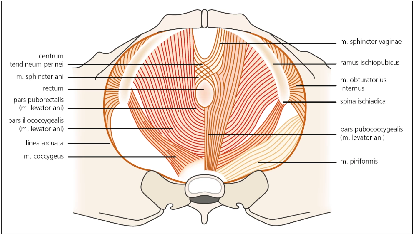 Druhá vrstva svalů pánevního dna – diaphragma urogenitale. Autor děkuje MgA. Marianě Marešové za poskytnutí obrázku.