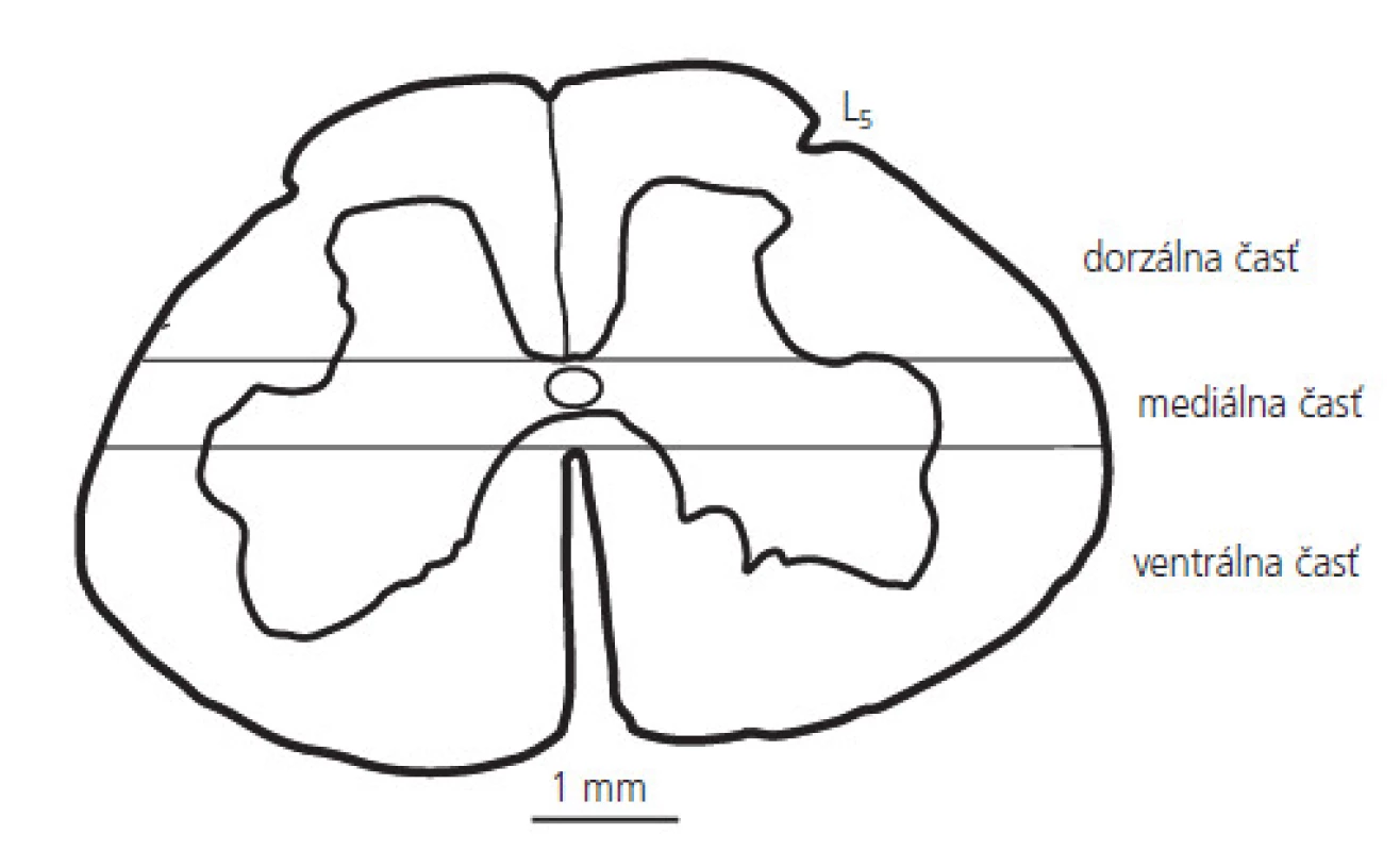 Schematický náčrt dolnej lumbálnej miechy (L5), ktorý zobrazuje delenie miechy na dorzálnu, mediálnu a ventrálnu časť.