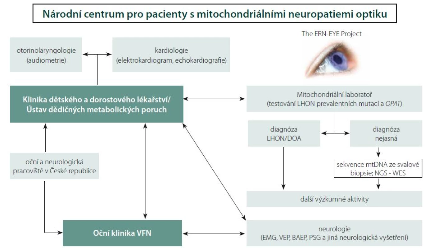 Schéma znázorňující propojení jednotlivých pracovišť VFN v Praze a 1. LF UK, která se podílejí na péči o pacienty s mitochondriálními neuropatiemi optiku. Centrum pro pacienty s mitochondriálními neuropatiemi optiku je zapojením Oční kliniky součástí Evropské referenční sítě pro vzácná onemocnění oka (ERN-EYE).
BAEP – kmenové sluchové evokované potenciály, EMG – elektromyografie , DOA – dominantní atofie optiku, LHON – Leberova hereditární neuropatie optiku , mtDNA – mitochondriální DNA, NGS – sekvenování nové generace, PSG – polysomnografie, WES – celoexomové sekvenování, VEP – vizuální evokované potenciály.
Fig. 6. Schematic representation of General University Hospital and First Faculty of Medicine at Charles University with its interconnected departments involved in the care of patients with mitochondrial optic neuropathies. The Centre for Patients with Mitochondrial Optic neuropathies is a member of European Reference Network for rare eye diseases (ERN-EYE).
BAEP – brainstem auditory evoked potentials, EMG – electromyography, DOA – dominant optic atrophy, LHON – Leber hereditary optic neuropathy, mtDNA – mitochondrial DNA, NGS – next generation sequencing, PSG – polysomnography, WES – whole exome sequencing, VEP – visual evoked potential.