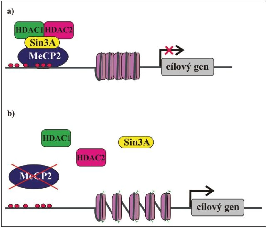 Zjednodušené schéma funkce MeCP2 proteinu.
a) MeCP2 interaguje s metylovanými CpG dinukleotidy v promotorové oblasti cílového genu a na něj se vážou další faktory, např. HDAC1, HDAC 2 a korepresor Sin3A. HDAC deacetylují histony a chromatin se dostává do kondenzované konformace nepřístupné pro transkripční mašinérii. Translace cílových genů neprobíhá. Nefunkční MeCP2 nevytváří represorový komplex, histony zůstávají acetylovány, chromatin je dekondenzovaný a přístupný pro transkripční faktory. Probíhá transkripce cílových genů.
b) Nefunkční MeCP2 není schopen vazby na DNA a/nebo vytváření represorového komplexu.