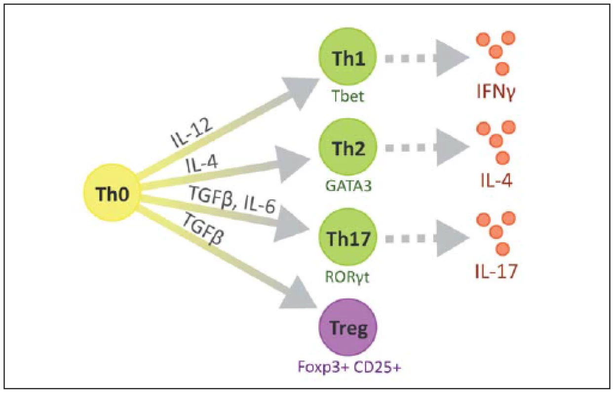 Různé podtypy CD4<sup>+</sup> pomocných T lymfocytů.
Fig. 2. Diversity of CD4<sup>+</sup> T helper cell subsets.