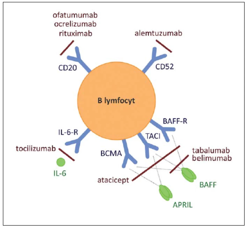 Na povrchu B lymfocytů jsou exprimovány molekuly, jež jsou přímým cílem některých protilátek.
Fig. 1. Direct targets of anti-B cell therapy comprise surface molecules expressed by B cells.