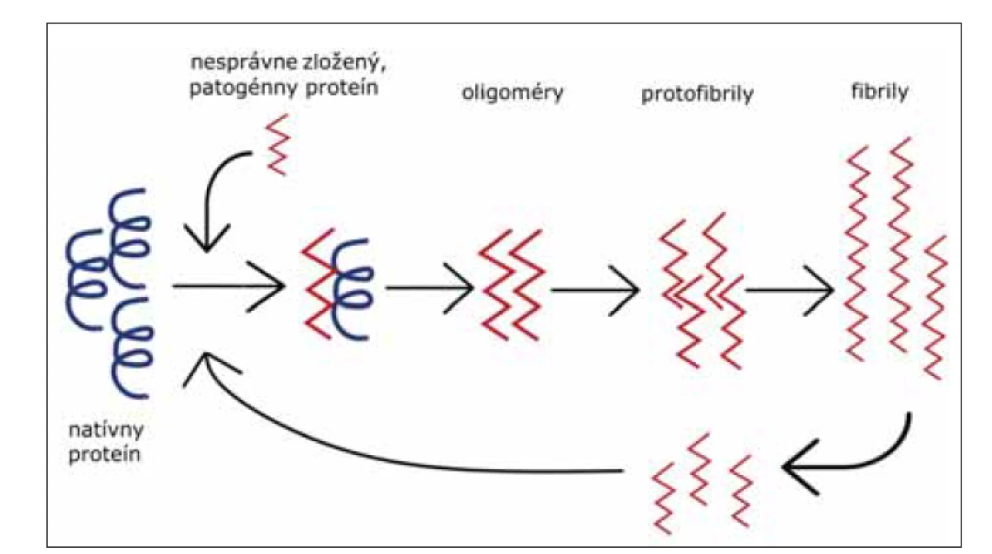 Templátom riadená zmena konformácie proteínu na patogénnu formu. Nesprávne
zložený proteín (červený), zložený prevažne z beta-skladaných listov, naviazaním
na natívny proteín (čierny) indukuje jeho konverziu na patogénnu formu. Vznikajú
malé oligomérne formy, neskôr protofibrily, z ktorých vznikajú amyloidové fibrily – agregované
formy patogénneho proteínu. Rozpadnutie fibríl na menšie častice vedie k amplifikácií konverzie.<br>
Fig. 4. Template associated conformational change of protein to its pathogenic form. Misfolded
protein (red), mostly consists of beta-sheets, binds to the native protein (black) and
induces its conversion to a pathogenic form. Foremost, small oligomers are generated,
and later protofibrils from which amyloid fibrils (aggregated forms of pathogenic protein)
originate. Breakage of fibrils into smaller particles leads to the amplification of conversion.