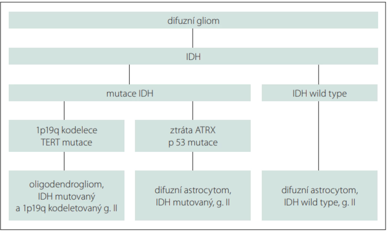 Molekulární charakteristika difuzních nízkostupňových gliomů.<br>
Molecular characteristics of diff use low grade gliomas.