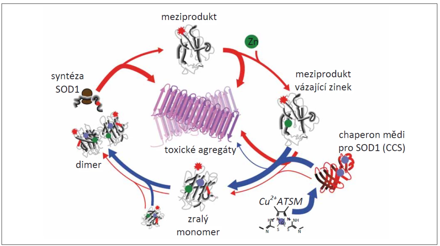 Model zásahu CuATSM do patologie mutantní SOD1 [54].<br>
Červené šipky znázorňují chybné skládání SOD1 a jejich následnou agregaci během syntézy enzymu, zatímco modré šipky ukazují, jak
CuATSM dokáže tento proces ovlivnit. Tloušťka šipky koreluje s pravděpodobností znázorněného děje. Během syntézy se nejprve vytvoří
meziprodukt (červená hvězda), který je připravený k navázání zinku. Poté dochází k asociaci s mědí pomocí CCS. Spojením s mědí dochází
k vytvoření zralých monomerů, které se potom spojují v dimery tvořící funkční plnohodnotný enzym. Výsledkem CuATSM je větší množství
mědi doručené k CCS, což vede k většímu přenosu mědi na SOD1, a tedy ke snížení množství SOD1, která by se v této fázi syntézy počala
chybně skládat a agregovat.<br>
CCS – chaperon mědi pro SOD1; SOD1 – superoxiddismutáza 1<br>
Fig. 5. Model of CuATSM rescue of mutant SOD1 pathology [54].<br>
Red arrows show the folding and off-folding pathways for SOD1, whereas blue arrows show the contribution of CuATSM to these pathways.
The arrow thickness suggests the probability of the pathways occurring. Following synthesis, mutant SOD1 (red star) folds into an intermediate
state that is primed for Zn binding. Zn-bound SOD1 associates with Cu-loaded CCS for transfer of Cu leading to the formation of a mature
SOD1 monomer that can form dimers forming a functional full-fl edged enzyme. CuATSM results in a larger pool of Cu-bound CCS,
which in turn results in greater transfer of Cu to SOD1, reducing the amount of SOD1 that enters an off-folding pathway at this point.<br>
CCS – copper chaperone for SOD1; SOD1 – superoxide dismutase 1