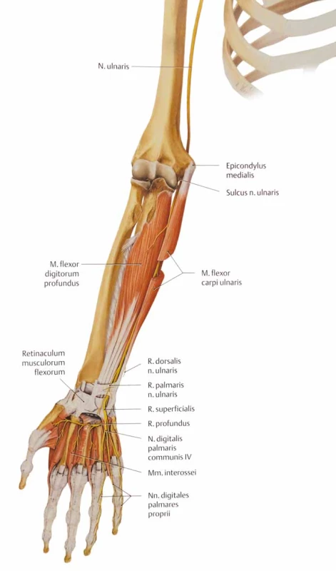 Anatomické poměry n. ulnaris na předkloktí a v dlani.<br>
Fig. 7. Anatomic conditions of the ulnar nerve on the forearm and on the hand.
