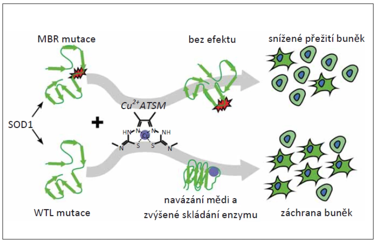 CuATSM chrání před in vitro cytotoxicitou mutant WTL superoxiddismutázy mědi
a zinku, ale nikoli mutantů, které narušují vazbu kovů [54].<br>
MBR – metal-binding region; SOD1 – superoxiddismutáza 1; WTL – wild-type like<br>
Fig. 4. CuATSM protects against the in vitro cytotoxicity of WTL copper-zinc superoxide
dismutase mutants but not mutants that disrupt metal binding [54].<br>
MBR – metal-binding region; SOD1 – superoxide dismutase 1; WTL – wild-type like