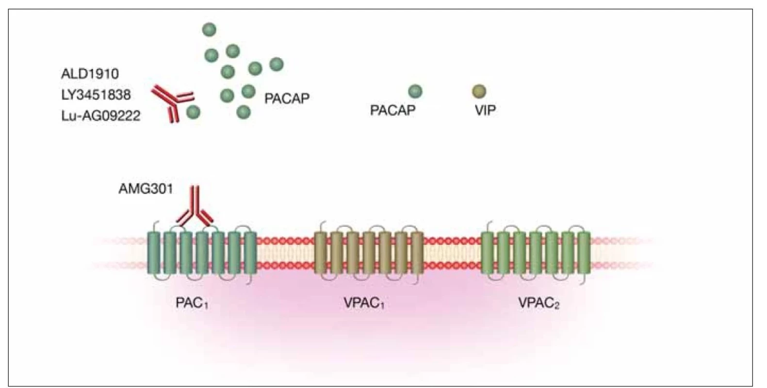 Schematické znázornění afi nity PACAP k trojici svých receptorů a blokáda jeho vazby pomocí monoklonálních protilátek.
Zatímco afi nita PACAP i VIP k receptorům VPAC1 a VPAC2 je zhruba srovnatelná, k PAC1 receptoru má PACAP přinejmenším 1 000× vyšší
aktivitu než VIP. Vyznačena je vazba monoklonální protilátky namířené proti PAC1 receptoru (AMG301) a monoklonálních protilátek
namířených proti PACAP (ALD1910, LY3451838, Lu-AG09222).<br>
PAC1 – pituitary adenylate cyclase activating polypeptide type 1 receptor; PACAP – pituitární adenylátcyklázu aktivující polypeptid;
VIP – vazoaktivní intestinální peptid; VPAC1 – vasoactive intestinal polypeptide receptor 1; VPAC2 – vasoactive intestinal polypeptide receptor 2<br>
Fig. 2. Schematic representation of the affinity of PACAP for its three receptors and blockade of its binding with monoclonal antibodies.
While the affi nity of both PACAP and VIP for VPAC1 and VPAC2 receptors is nearly comparable, PACAP has at least 1000-fold higher
activity than VIP for the PAC1 receptor. Binding of monoclonal antibody directed against PAC1 receptor (AMG301) and monoclonal antibodies
directed against PACAP (ALD1910, LY3451838, Lu-AG09222) is shown.<br>
PAC1 – pituitary adenylate cyclase activating polypeptide type 1 receptor; PACAP – pituitary adenylate cyclase activating polypeptide;
VIP – vasoactive intestinal peptide; VPAC1 – vasoactive intestinal polypeptide receptor 1; VPAC2 – vasoactive intestinal polypeptide receptor 2