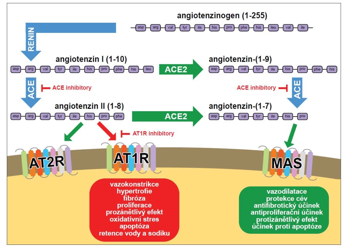 Obr. 1. Schematické znázornění renin-angiotensin-aldosteronového systému. Upraveno podle [10,11].<br>
ACE – angiotenzin konvertující enzym; ACE2 – angiotenzin konvertující enzym 2; AT1R – angiotenzinový receptor typu 1; AT2R – angiotenzinový
receptor typu 2; MAS – receptor MAS1 proto-onkogen<br>
Fig. 1. Schematic representation of the renin-angiotensin-aldosterone system. Modifi ed according to [10,11].<br>
ACE – angiotensin converting enzyme; ACE2 – angiotensin converting enzyme 2; AT1R – type 1 angiotensin receptor; AT2R – type 2 angiotensin
receptor; MAS – MAS1 proto-oncogene receptor