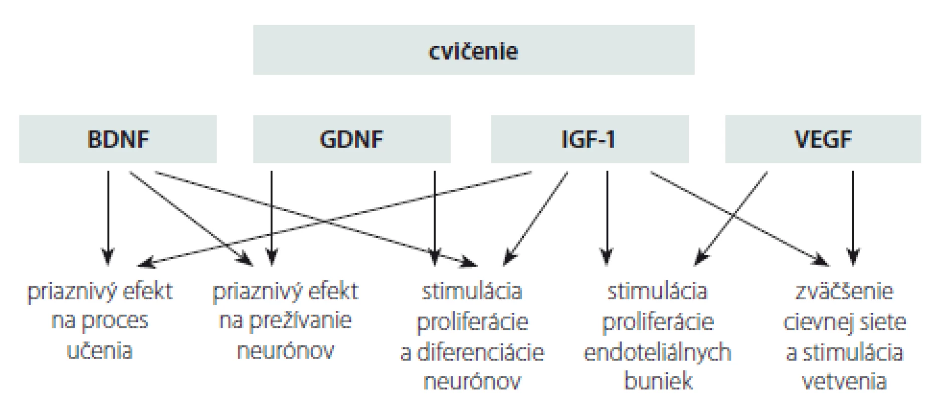 Prehľad účinkov cvičenia na mozog pacienta s Parkinsonovou chorobou, ktoré sú
sprostredkované rastovými faktormi [69].
BDNF – mozgový neurotrofický faktor; GDNF – neurotrofický faktor gliových buniek; IGF-1 –
inzulínu podobný rastový faktor; VEGF – vaskulárny endoteliálny rastový faktor<br>
Fig. 2. Overview of the exercise effects on the brain in a patient with Parkinson´s disease
mediated by growth factors [69].
BDNF – brain-derived neurotrophic factor; GDNF – glial cell line-derived neurotrophic factor;
IGF-1 – insulin-like growth factor; VEGF – vascular endothelial growth factor