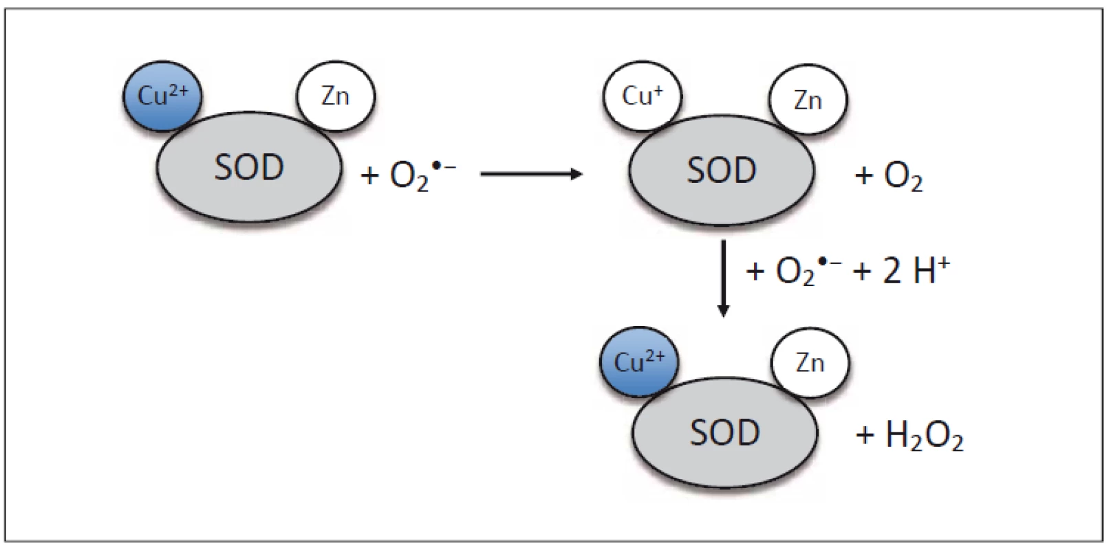 Schéma struktury a funkce superoxiddismutázy 1 [16].<br>
  H<sub>2</sub>O<sub>2</sub> – peroxid vodíku; O2 •− – superoxid<br>
Fig. 1. Diagram of structure and function of superoxide dismutase 1 [16].<br>
H<sub>2</sub>O<sub>2</sub> – hydrogen peroxide; O2 •− – superoxide