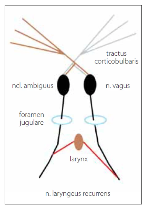 Anatomický průběh inervační
dráhy nervus laryngeus recurrens.<br>
Fig. 1. Anatomical course of the innervation
pathway of the recurrent laryngeal
nerve.