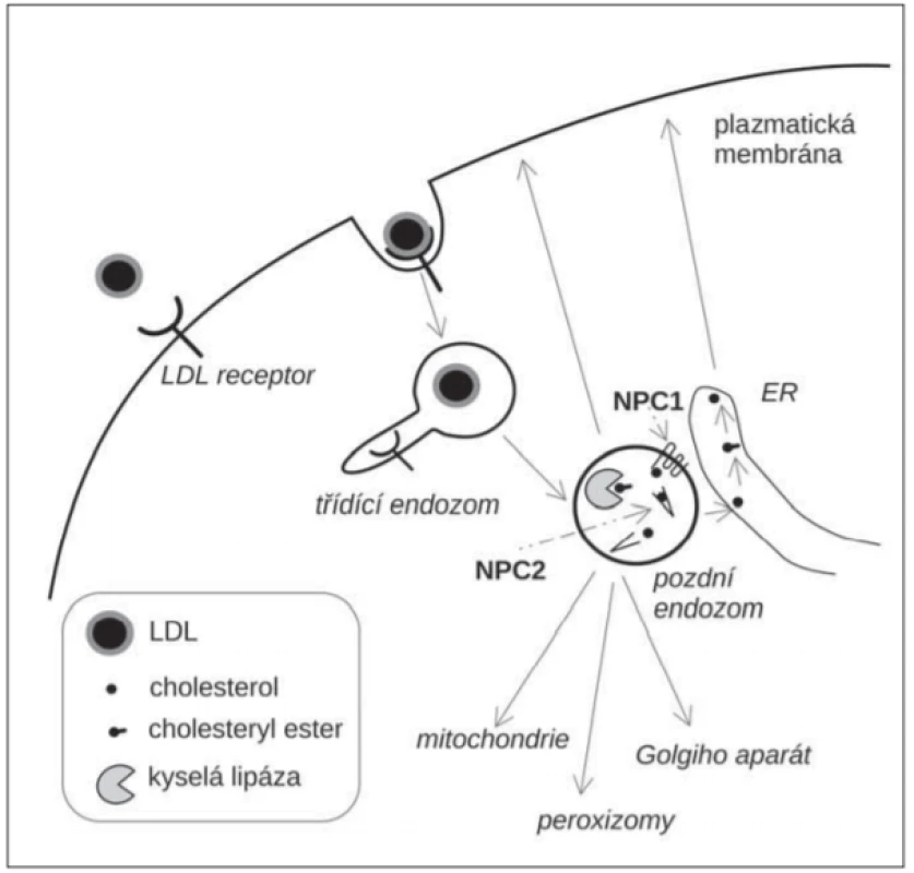 Zjednodušené schéma intracelulárního transportu LDL cholesterolu.
ER – endoplazmatické retikulum; LDL – liprotein o nízké hustotě<br>
Fig. 1. A schematic representation of intracellular traffi cking of LDL-cholesterol.
ER – endoplasmic reticulum; LDL – low-density lipoprotein