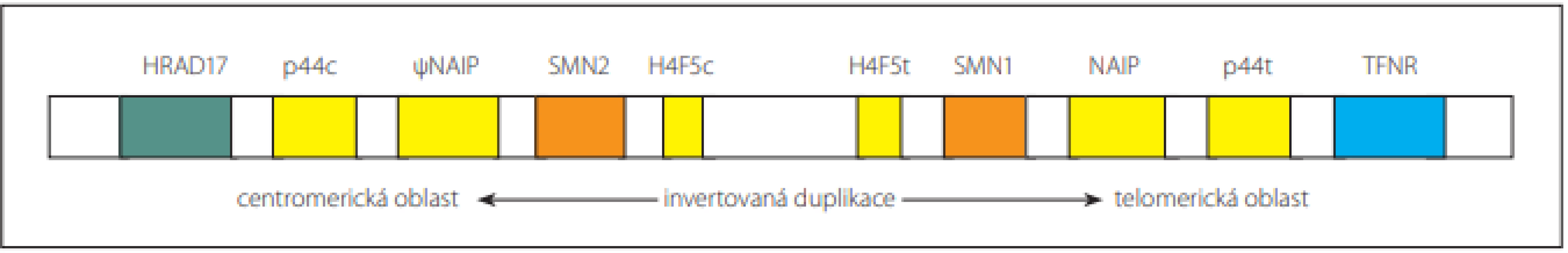  Oblast invertované duplikace s geny SMN1 a SMN2 na 5q chromozomu [29].<br>
Fig. 1. Inverted duplication region with SMN1 and SMN2 genes on 5q chromosome [29].
