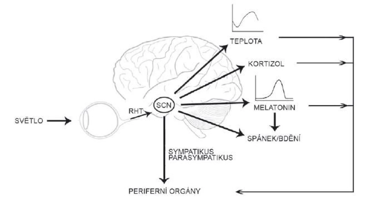 Suprachiasmatické jádro získává informace o světle ze sítnice oka a synchronizuje rytmy v tělesné teplotě, produkci melatoninu
a kortizolu, reguluje spánek a přímo i nepřímo fyziologii periferních orgánů.
RHT – retinohypotalamický trakt; SCN – suprachiasmatická jádra<br>
Fig. 2. The suprachiasmatic nucleus receives the photic information from the retina, synchronizes rhythms in body temperature, melatonin
and cortisol secretion, sleep regulation and regulates the physiology of the peripheral organs both directly and indirectly.
RHT – retinohypothalamic tract; SCN – suprachiasmatic nucleus