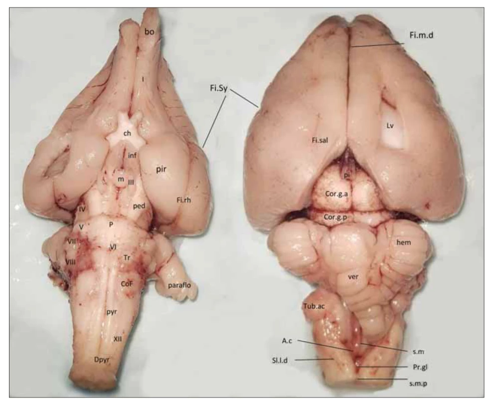 Mozek králíka (vlevo ventrální strana, vpravo dorzální strana).<br>
I – tracus olfactorius; III – n. oculomotorius; V – n. trigeminus; VI – n. abducens; VII – n. facialis; VIII – n. vestibulocochlearis; XII – n. hypoglossus;
A.c – ala cinerea (trigonum nervi vagi); bo – část bulbus olfactorius; ch – chiasma opticum; CoF – colliculus facialis; Cor.g.a – corpus geniculatum
anterius; Cor.g.p – corpus geniculatum posterius; Dpyr – decussatio pyramidum; Fi.m.d – fissura mediana dorsalis; Fi.rh – fissura rhinalis;
Fi.sal – fissura sagittalis lateralis; Fi.Sy – Sylvijská rýha; hem – mozečková hemisféra; Inf – infundibulum hypophysae; Lv – ventriculus lateralis;
m – corpus mamillare; P – pons Varoli; paraflo – paraflocculus; ped – pedunculus cerebri; pi – corpus pineale; pir – piriformní kůra; Pr.gl – promontorium
gliosum calami scriptorii; pyr – pyramis medullae oblongatae; s.l.d – sulcus lateralis dorsalis (posterolateralis); s.m – sulcus medianus;
s.m.p – sulcus medianus posterior; Tr – corpus trapezoideum; Tub.ac – tuberculum acusticum; ver – vermis cerebelli<br>
Fig. 5. The brain of the rabbit (left – ventral side, right – dorsal side).<br>
I – tracus olfactorius; III – n. oculomotorius; V – n. trigeminus; VI – n. abducens; VII – n. facialis; VIII – n. vestibulocochlearis; XII – n. hypoglossus;
A.c – ala cinerea (trigonum nervi vagi); bo – part of the bulbus olfactorius; ch – chiasma opticum; CoF – colliculus facialis; Cor.g.a – corpus geniculatum
anterius; Cor.g.p – corpus geniculatum posterius; Dpyr – decussatio pyramidum; Fi.m.d – fissura mediana dorsalis; Fi.rh – fissura
rhinalis; Fi.sal – fissura sagittalis lateralis; Fi.Sy – sulcus lateralis (Sylvii); hem – cerebellar hemisphere; Inf – infundibulum hypophysae; Lv – ventriculus
lateralis; m – corpus mamillare; P – pons Varoli; paraflo – paraflocculus; ped – pedunculus cerebri; pi – corpus pineale; pir – piriform
cortex; Pr.gl – promontorium gliosum calami scriptorii; pyr – pyramis medullae oblongatae; s.l.d – sulcus lateralis dorsalis (posterolateralis);
s.m – sulcus medianus; s.m.p – sulcus medianus posterior; Tr – corpus trapezoideum; Tub.ac – tuberculum acusticum; ver – vermis cerebelli