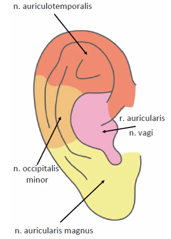 Senzitivní inervace ušního boltce.<br>
Fig. 3. External ear-innervation