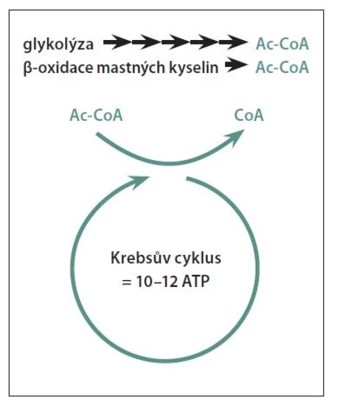 Výroba energie v buňce probíhá zejména
díky Krebsově cyklu, který vyprodukuje
10–12 molekul ATP. Ke spuštění reakcí
Krebsova cyklu je zapotřebí Ac-CoA,
jenž je metabolitem degradace glukózy,
ale i tuků (mastných kyselin). Proto jsou
tuky plnohodnotným alternativním zdrojem
paliva pro výrobu energie buňky.<br>
Ac-CoA – acetyl-koenzym A; ATP – adeno -
sintrifosfát<br>
Fig. 1. The production of energy in the cell
takes place mainly thanks to the Krebs
cycle, which produces 10–12 molecules of
ATP. Ac-CoA, which is a metabolite of the
degradation of glucose, but also of fats
(fatty acids), is needed to start the Krebs
cycle reactions. Therefore, fats are a full-fledged alternative source of fuel for the
production of energy for the cell.<br>
Ac-CoA – acetyl-coenzyme A; ATP – adenosine
triphosphate